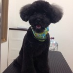 プードル　モコ君２６７２